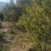 کاه باغی کاه یونجه وغیره مناسب برای اسب وهر حیونی