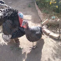 بوقلمون|حیوانات مزرعه|کوثر, |دیوار