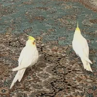 گمش