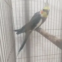 عروس هلندی نر با قفس