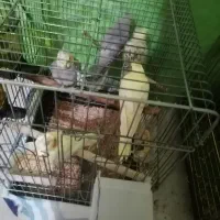 عروس هلندی|پرنده|شهریار, رزکان|دیوار