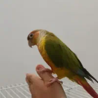 طوطی گرینچیک