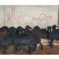 بره ماده.شیشک.گوسفند