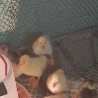 جوجه قو غاز لیندا|حیوانات مزرعه|بهشهر, |دیوار