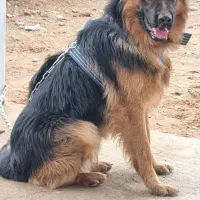 سگ نگهبان تخصص ماست