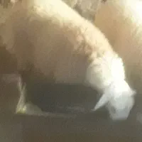 بره نر|حیوانات مزرعه|اسفراین, |دیوار