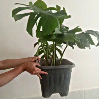 حراج گل مانسترا دلیسوز ابلغ و سبز|گل و گیاه طبیعی|قائن, |دیوار