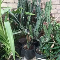 فروش درخت و انواع گل|خدمات باغبانی و درختکاری|اهواز, نادری|دیوار