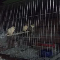 تعدادی جوجه قناری ونر قرص ویک جفت عروس هلندی