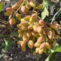 استخرذخیره آب کشاورزی وباغ پسته|فروش دفتر صنعتی، کشاورزی، تجاری|تربت‌حیدریه, پائین ولایت|دیوار