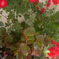 تور گلاب گیری کاشان