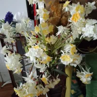 پنج دسته گل نرگس تمیز شاخ بلند