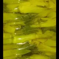 ترشی بیرحل
