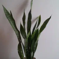 گل سانسوریا شمشیری|گل و گیاه طبیعی|بروجرد, |دیوار