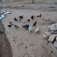 مرغ|حیوانات مزرعه|لردگان, |دیوار