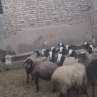 ۲۳راس میش آبستن شال