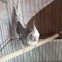 عروس هلندی دوکت آلبینو تخم گذار