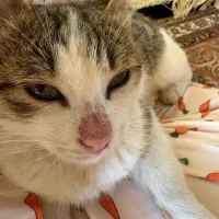 واگذاری گربه آروم