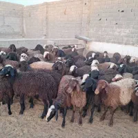 70 راس  بره نر و ماده سبک افشاری مناسب پروار عمده|حیوانات مزرعه|تهران, آبشار|دیوار