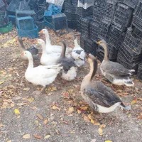 فروش ۸ غاز محلی|حیوانات مزرعه|سرعین, |دیوار