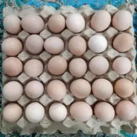 تخم مرغ محلی تازه تازه و درشت
