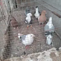 کبوتر پرشی یهودی