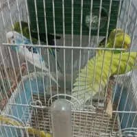 مرغ عشق|پرنده|سروآباد, |دیوار