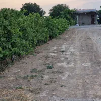 باغِ داربستی انگور،تیکه ای از بهشت در شهرِ تاک|فروش دفتر صنعتی، کشاورزی، تجاری|بهارستان, |دیوار
