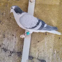 ساده پرشی گرفتنی|پرنده|سبزوار, عظیمیان|دیوار