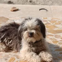 سگ شیتزو|سگ|شهریار, کردزار|دیوار