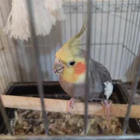 عروس هلندی جفت خرده مولد