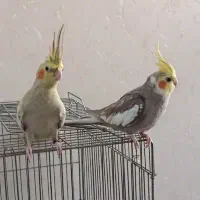 عروس هلندی