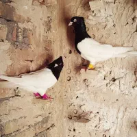 سینه سیاه کله سیاه