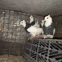 طوقی خوشگل|پرنده|خاش, |دیوار