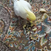 گمشده عروس هلندی