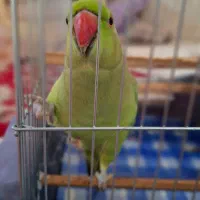 طوطی مانگو|پرنده|بندر کنگان, |دیوار