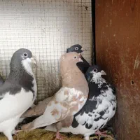 کفتر یا کبوتر