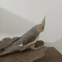 عروس هلندی نر آهنگ خوان