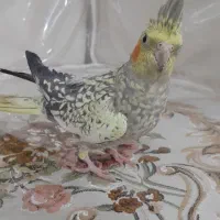 لوتینو|پرنده|مشهد, کشف|دیوار