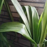 ده تا گل فقط ۵۰۰ دونی ۵۰|گل و گیاه طبیعی|یاسوج, |دیوار