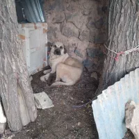 سگ ماده سرابی وتوله