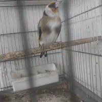 پرنده سهره معاوضه با سهره خاکی|پرنده|تهران, بازار|دیوار