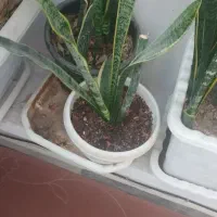 تعدادی گل آپارتمانی و داخل حیاطی|گل و گیاه طبیعی|کرمانشاه, |دیوار