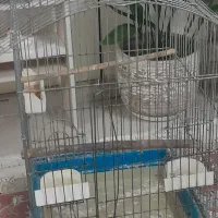 قفس مناسب طوطی