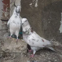 کبوتر پرشی و جوجه کشی|پرنده|سورک, |دیوار