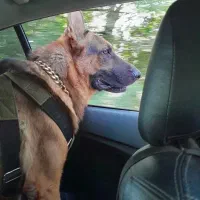 گمشده|حیوانات|سیاهکل, |دیوار