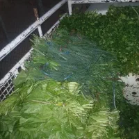 سبزی خورشتی|عمدهفروشی|مسجد سلیمان, |دیوار