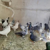 کفتر .کبوتر 24عدد|پرنده|ریگان, |دیوار