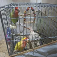 کوتوله برزیلی