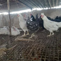 مرغ گلین|حیوانات مزرعه|شیراز, رکن‌آباد|دیوار